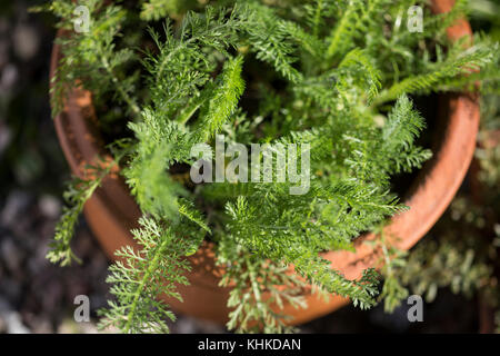 Schafgarbe im Topf, Blumentopf, gewerbliche Schafgarbe, Wiesen-Schafgarbe, frische, Blatt, Blätter vor der Blüte, Schafgabe, Achillea millefolium, Yar Stockfoto