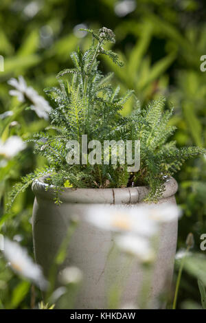 Schafgarbe im Topf, Blumentopf, gewerbliche Schafgarbe, Wiesen-Schafgarbe, frische, Blatt, Blätter vor der Blüte, Schafgabe, Achillea millefolium, Yar Stockfoto