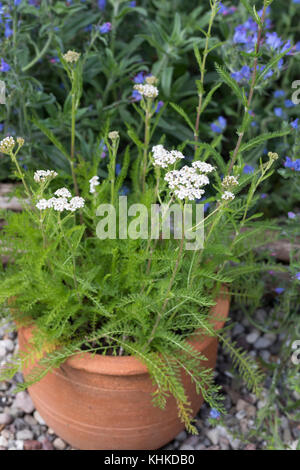 Schafgarbe im Topf, Blumentopf, gewerbliche Schafgarbe, Wiesen-Schafgarbe, Schafgabe, Achillea millefolium, Schafgarbe, Gemeine Schafgarbe, Blumentopf, Garten Stockfoto