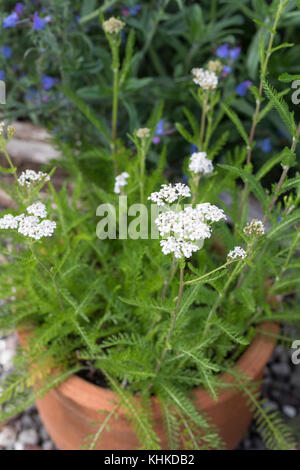 Schafgarbe im Topf, Blumentopf, gewerbliche Schafgarbe, Wiesen-Schafgarbe, Schafgabe, Achillea millefolium, Schafgarbe, Gemeine Schafgarbe, Blumentopf, Garten Stockfoto