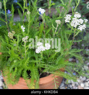 Schafgarbe im Topf, Blumentopf, gewerbliche Schafgarbe, Wiesen-Schafgarbe, Schafgabe, Achillea millefolium, Schafgarbe, Gemeine Schafgarbe, Blumentopf, Garten Stockfoto
