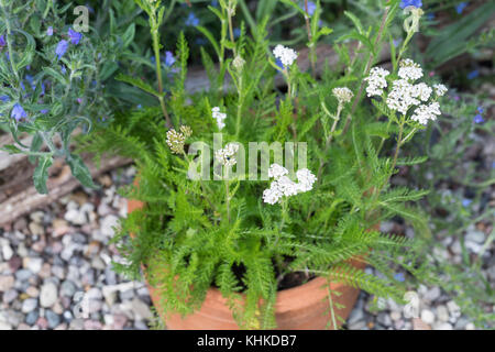 Schafgarbe im Topf, Blumentopf, gewerbliche Schafgarbe, Wiesen-Schafgarbe, Schafgabe, Achillea millefolium, Schafgarbe, Gemeine Schafgarbe, Blumentopf, Garten Stockfoto