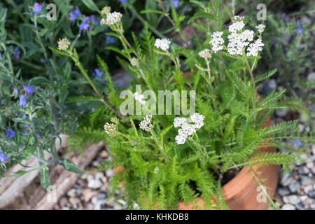 Schafgarbe im Topf, Blumentopf, gewerbliche Schafgarbe, Wiesen-Schafgarbe, Schafgabe, Achillea millefolium, Schafgarbe, Gemeine Schafgarbe, Blumentopf, Garten Stockfoto