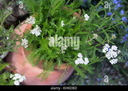 Schafgarbe im Topf, Blumentopf, gewerbliche Schafgarbe, Wiesen-Schafgarbe, Schafgabe, Achillea millefolium, Schafgarbe, Gemeine Schafgarbe, Blumentopf, Garten Stockfoto