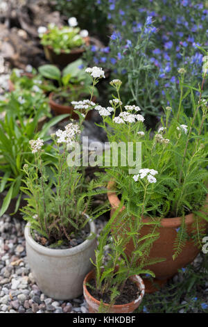 Schafgarbe im Topf, Blumentopf, gewerbliche Schafgarbe, Wiesen-Schafgarbe, Schafgabe, Achillea millefolium, Schafgarbe, Gemeine Schafgarbe, Blumentopf, Garten Stockfoto