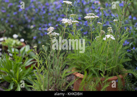 Schafgarbe im Topf, Blumentopf, gewerbliche Schafgarbe, Wiesen-Schafgarbe, Schafgabe, Achillea millefolium, Schafgarbe, Gemeine Schafgarbe, Blumentopf, Garten Stockfoto