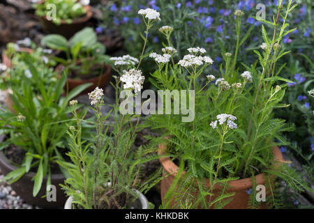 Schafgarbe im Topf, Blumentopf, gewerbliche Schafgarbe, Wiesen-Schafgarbe, Schafgabe, Achillea millefolium, Schafgarbe, Gemeine Schafgarbe, Blumentopf, Garten Stockfoto