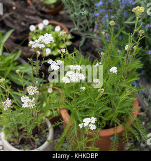 Schafgarbe im Topf, Blumentopf, gewerbliche Schafgarbe, Wiesen-Schafgarbe, Schafgabe, Achillea millefolium, Schafgarbe, Gemeine Schafgarbe, Blumentopf, Garten Stockfoto