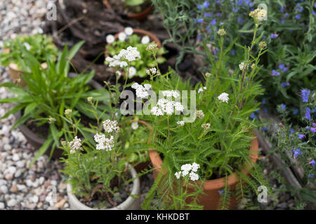 Schafgarbe im Topf, Blumentopf, gewerbliche Schafgarbe, Wiesen-Schafgarbe, Schafgabe, Achillea millefolium, Schafgarbe, Gemeine Schafgarbe, Blumentopf, Garten Stockfoto