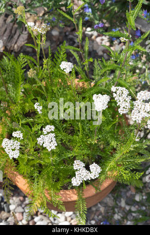 Schafgarbe im Topf, Blumentopf, gewerbliche Schafgarbe, Wiesen-Schafgarbe, Schafgabe, Achillea millefolium, Schafgarbe, Gemeine Schafgarbe, Blumentopf, Garten Stockfoto