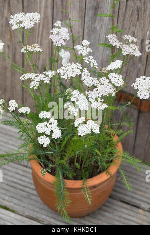 Schafgarbe im Topf, Blumentopf, gewerbliche Schafgarbe, Wiesen-Schafgarbe, Schafgabe, Achillea millefolium, Schafgarbe, Gemeine Schafgarbe, Blumentopf, Garten Stockfoto