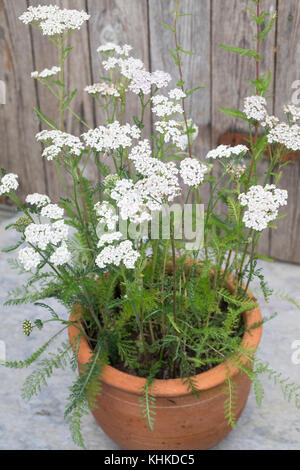 Schafgarbe im Topf, Blumentopf, gewerbliche Schafgarbe, Wiesen-Schafgarbe, Schafgabe, Achillea millefolium, Schafgarbe, Gemeine Schafgarbe, Blumentopf, Garten Stockfoto
