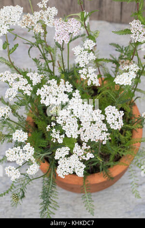 Schafgarbe im Topf, Blumentopf, gewerbliche Schafgarbe, Wiesen-Schafgarbe, Schafgabe, Achillea millefolium, Schafgarbe, Gemeine Schafgarbe, Blumentopf, Garten Stockfoto