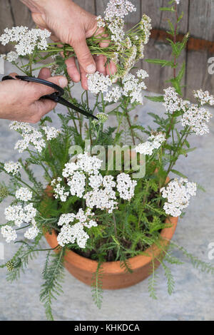 Schafgarbe im Topf wird geerntet, Ernteschnitt mit Schere, Ernte, Kräuterernte, Blumentopf, gewerbliche Schafgarbe, Wiesen-Schafgarbe, Schafgabe, Achi Stockfoto