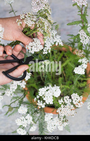 Schafgarbe im Topf wird geerntet, Ernteschnitt mit Schere, Ernte, Kräuterernte, Blumentopf, gewerbliche Schafgarbe, Wiesen-Schafgarbe, Schafgabe, Achi Stockfoto