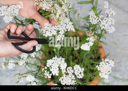 Schafgarbe im Topf wird geerntet, Ernteschnitt mit Schere, Ernte, Kräuterernte, Blumentopf, gewerbliche Schafgarbe, Wiesen-Schafgarbe, Schafgabe, Achi Stockfoto
