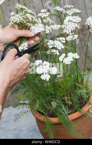 Schafgarbe im Topf wird geerntet, Ernteschnitt mit Schere, Ernte, Kräuterernte, Blumentopf, gewerbliche Schafgarbe, Wiesen-Schafgarbe, Schafgabe, Achi Stockfoto