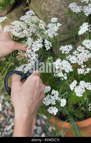Schafgarbe im Topf wird geerntet, Ernteschnitt mit Schere, Ernte, Kräuterernte, Blumentopf, gewerbliche Schafgarbe, Wiesen-Schafgarbe, Schafgabe, Achi Stockfoto