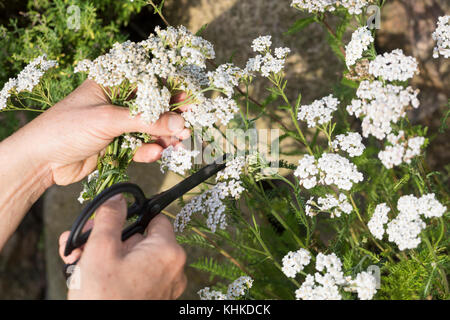 Schafgarbe im Topf wird geerntet, Ernteschnitt mit Schere, Ernte, Kräuterernte, Blumentopf, gewerbliche Schafgarbe, Wiesen-Schafgarbe, Schafgabe, Achi Stockfoto