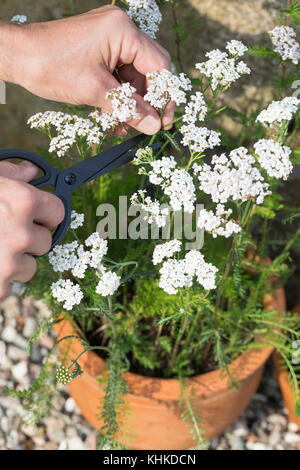 Schafgarbe im Topf wird geerntet, Ernteschnitt mit Schere, Ernte, Kräuterernte, Blumentopf, gewerbliche Schafgarbe, Wiesen-Schafgarbe, Schafgabe, Achi Stockfoto