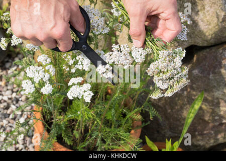 Schafgarbe im Topf wird geerntet, Ernteschnitt mit Schere, Ernte, Kräuterernte, Blumentopf, gewerbliche Schafgarbe, Wiesen-Schafgarbe, Schafgabe, Achi Stockfoto