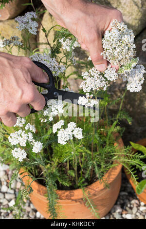Schafgarbe im Topf wird geerntet, Ernteschnitt mit Schere, Ernte, Kräuterernte, Blumentopf, gewerbliche Schafgarbe, Wiesen-Schafgarbe, Schafgabe, Achi Stockfoto
