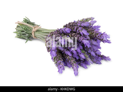 Bündel von Lavendel Blumen isoliert auf weißem Hintergrund Stockfoto