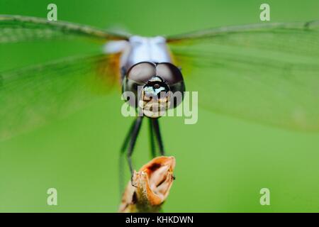 Thront Blue Dragonfly Stockfoto