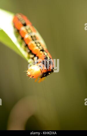 Große orange und schwarz Caterpillar aus Borneo Stockfoto