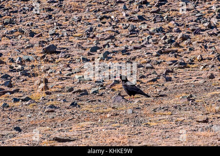 Der schwarze Vogel mit roten gebogenen Schnabel und roten Beinen alpenkrähe auf einem Hintergrund von Steinen in den Bergen Stockfoto