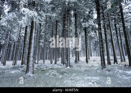 Schwarzweiß-Wald im Winter Stockfoto