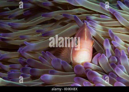 Rosa Anemonenfischen, Amphiprion perideraion, Christmas Island, Australien Stockfoto