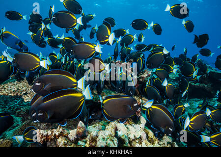 Schwarm von Velvet Doktorfische, Acanthurus nigricans, Christmas Island, Australien Stockfoto