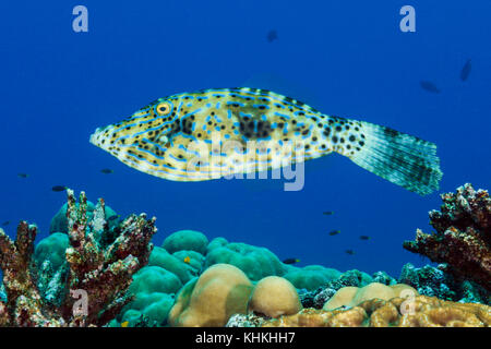 Scribbled filefish, aluterus Skriptingunterbrechung, Christmas Island, Australien Stockfoto