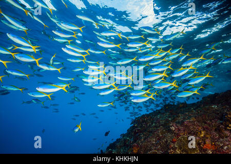 Schwarm von yellowback fusilier, caesio teres, Christmas Island, Australien Stockfoto