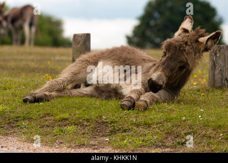 Jungen Esel Fohlen auf der Seite der Strasse, die in den New Forest National Park, Hampshire, UK. Stockfoto