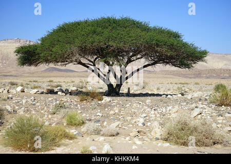 Große Akazie in der Wüste Negev, Israel Stockfoto
