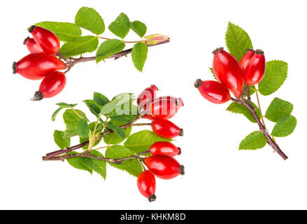 Kleine Äste von Wild Rose mit Reifen briar Früchte. Rosa Canina. Gruppe von Dekorative rote Hagebutten mit grünen Blättern. auf weißem Hintergrund. Stockfoto
