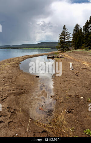 Wy 02615-00 ... Wyoming - am Ufer des Yellowstone Lake am Pelican Point im Yellowstone National Park. Stockfoto