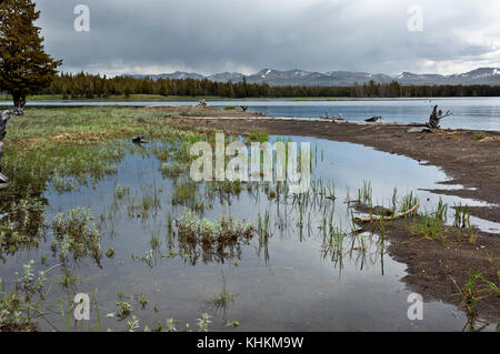 Wy 02616-00 ... Wyoming - die überfluteten Ufer des Yellowstone Lake am Pelican Point im Yellowstone National Park. Stockfoto