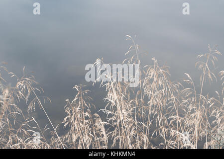 Noch Art von Natur Gras whater Hintergrund Stockfoto