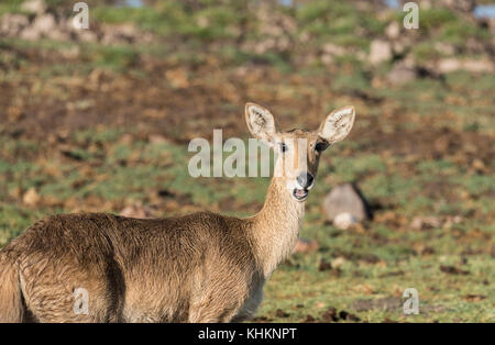 Weibliche Bohors Riedböcke (Redunca redunca) Stockfoto