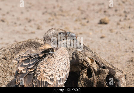 Ruppells Gänsegeier (Tylose in Rueppellii) auf einer Karkasse Stockfoto