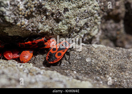 Familie Gruppe von Brandstifter (Pyrrhocoris apterus) 'la cimice rossonera" der Familie Pyrrhocoridae, Toskana, Italien. Stockfoto