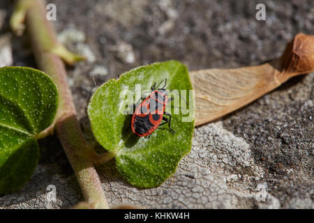 Firebug (Pyrrhocoris apterus), auf einem grünen Blatt, 'La cimice rossonera" der Familie Pyrrhocoridae, Toskana, Italien. Stockfoto