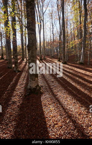 Bunte Herbst Buche, Fagus sylvatica, in "Foresta di Sant'Antonio', die Berge des Pratomagno, Valdarno, Italien. Stockfoto