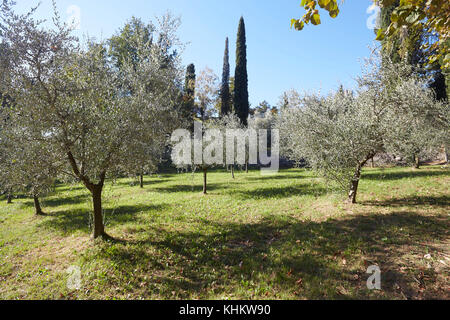 Olivenhain auf dem Gelände des Castello di Vezio, Varenna, Lecco, Lombardei, Italien. Stockfoto