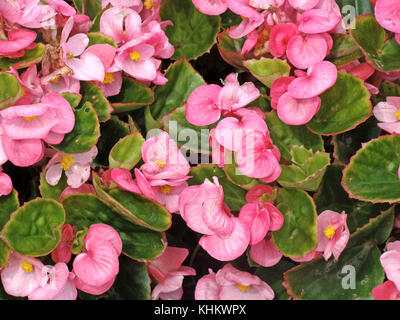 Rosa blühenden Begonia semperflowers im Freien Nahaufnahme Makro als Hintergrund. Stockfoto