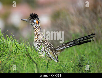 Nahaufnahme Road Runner vogel Profil im Gras Stockfoto