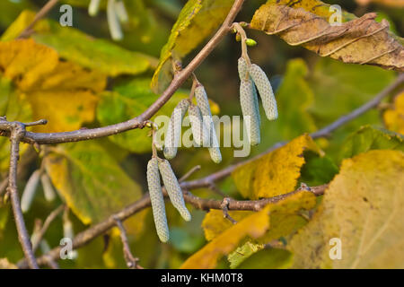 Männliche Blütenstände der gemeinsamen Hasel (Corylus avellana) im Herbst, Bayern, Deutschland Stockfoto